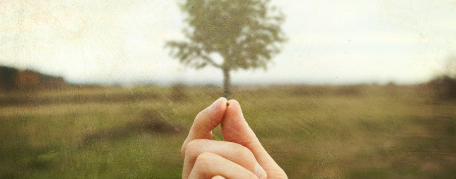 Mustard seed and mustard tree